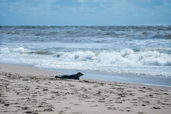 Foka na plaży — Zdjęcie stockowe