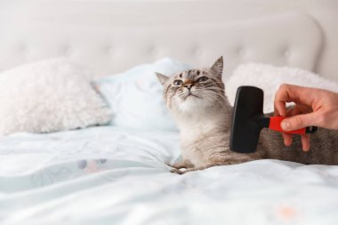 Şımarık kedi. İnsan dost eli yağma özel bir evde beslenen hayvan fırça ile onun kedi.