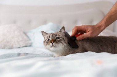 Yerli kedi rahatlatıcı ruh hali. İnsan dost eli yağma özel bir evde beslenen hayvan fırça ile onun kedi.