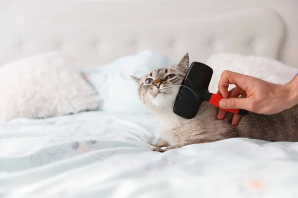 Cat in relaxing mood on the bed. Human friendly hand spoil his cat with a special pet brush.