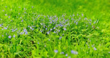 Bahar mevsimi. Yeşil çim alan ayrıntıları bahar sezonu.