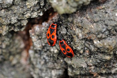 Pyrrhocoris apterus Firebug'ı böcek. Firebug'ı, Pyrrhocoris apterus, Pyrrhocoridae ailesinin ortak bir böcek ve çarpıcı kırmızı ve siyah rengi nedeniyle kolayca tanınabilir.