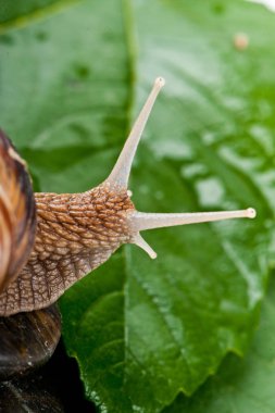 Salyangoz gözler portre. Salyangoz gözleri yeşil arka plana karşı ayrıntılarını kapatın.