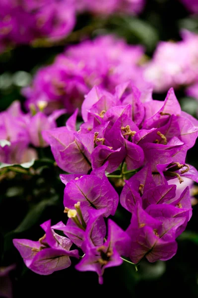 Różanecznik Ogrodowy Kwiat Azalii Zbliżenie Kwiatów Ogród Różanecznik Różowy Azalii — Zdjęcie stockowe