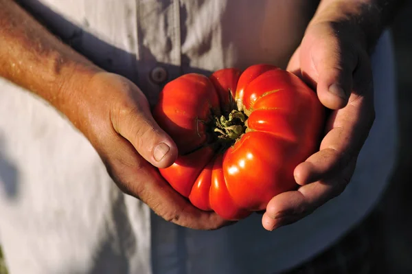 Organic Agriculture Closeup Big Red Tomato Farmer Hands — Stock Photo, Image