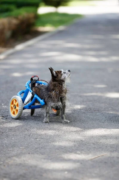 Dog in wheelchair looking at his master. Aged little dog in wheelchair walking in the park with his master on the alley.