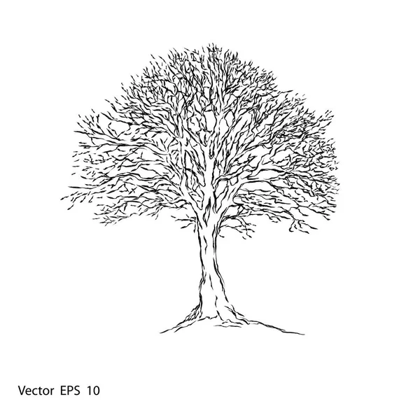 Pohon telanjang - vektor - Stok Vektor