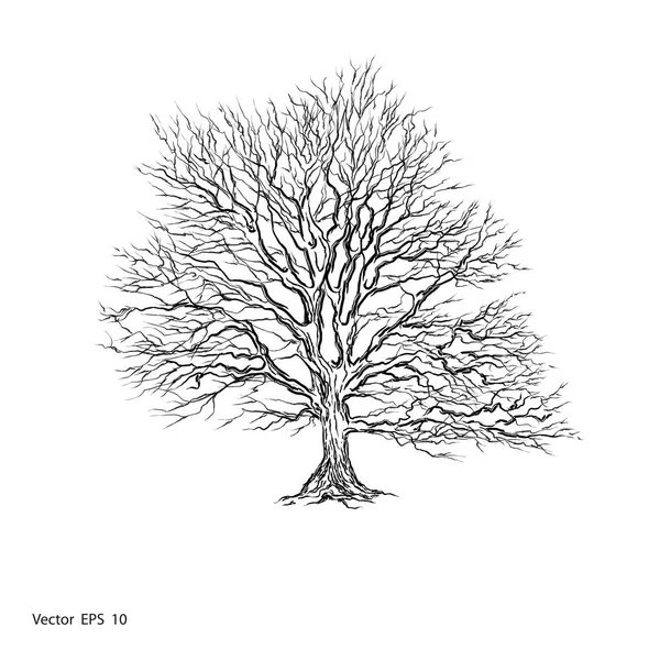 Naked tree  -Vector — Stock Vector
