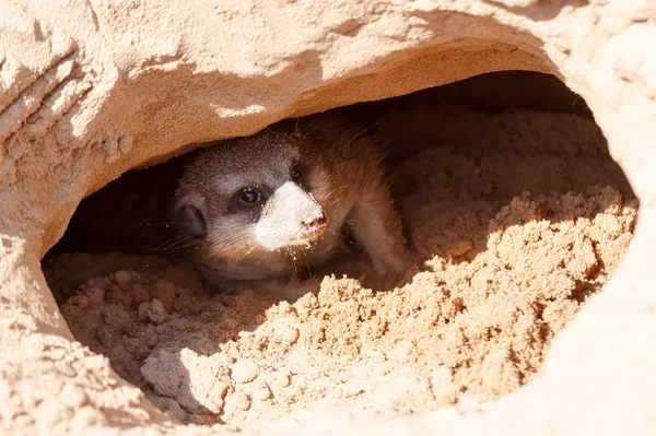 Meerkat mirando desde un visón — Foto de Stock