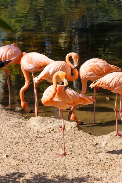 Group of pink flamingo in the water