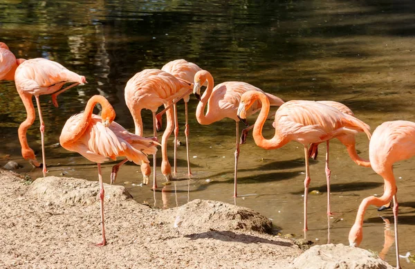 Група рожевого фламінго у воді — стокове фото