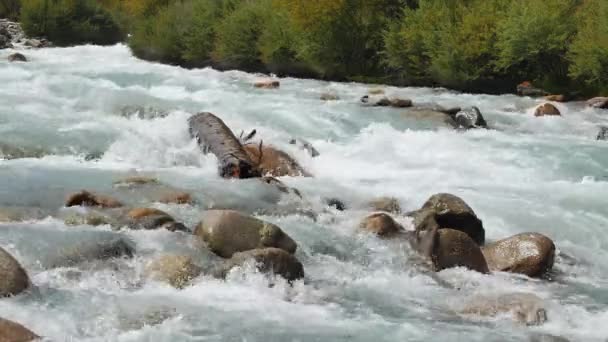 Mountain river Chon-Ak-Suu — Stockvideo