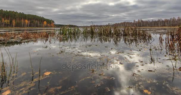 Nuvole basse sopra lo stagno paludoso — Video Stock