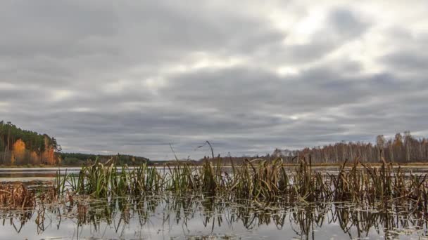 Низкие облака над болотным прудом — стоковое видео