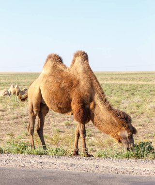 Road yakınındaki kardır Develer