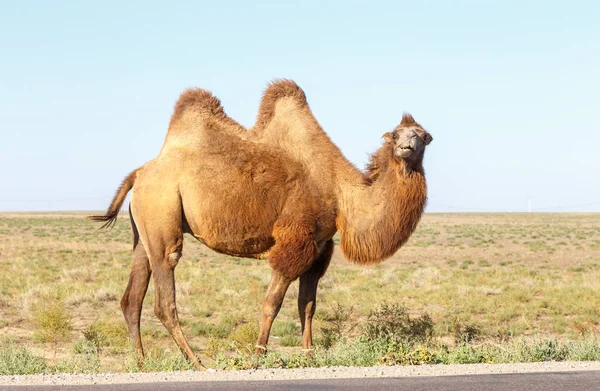 Baktrische Kamele in der Nähe der Straße — Stockfoto