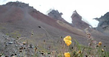 flores sobre un fondo de montañas