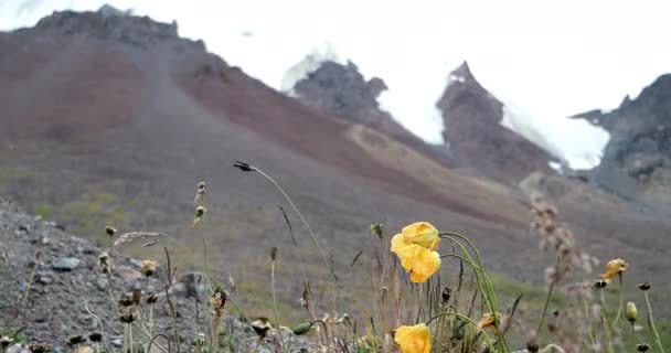 Fleurs sur fond de montagnes — Video