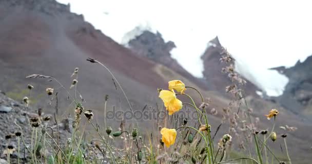 Flowers on a background of mountains — Stock Video