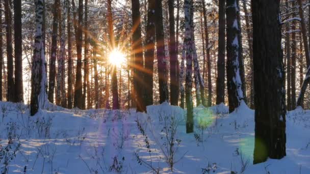 Stämme der Bäume gegen die Sonne — Stockvideo