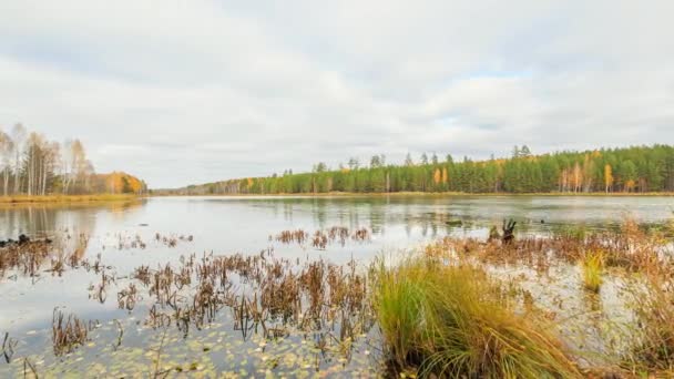 Low clouds over the marshy pond — Stock Video