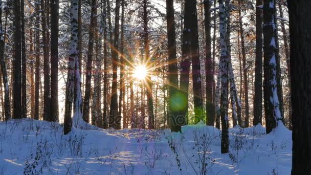 Troncos de los árboles contra el sol — Vídeos de Stock