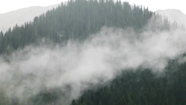 Chuva e nuvem de abetos Tien Shan — Vídeo de Stock