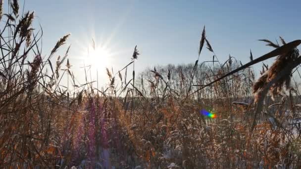 Reed kış gökyüzü karşı — Stok video