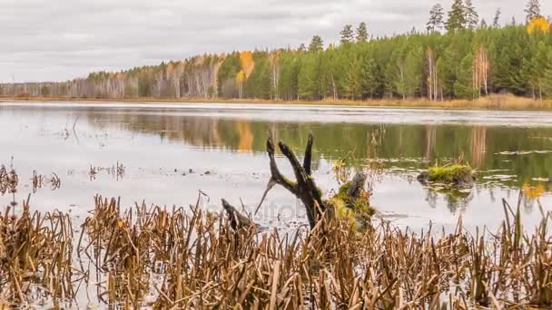 Niedrige Wolken über dem sumpfigen Teich — Stockvideo