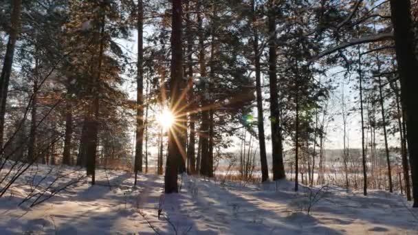 Stammen van de bomen tegen de zon — Stockvideo