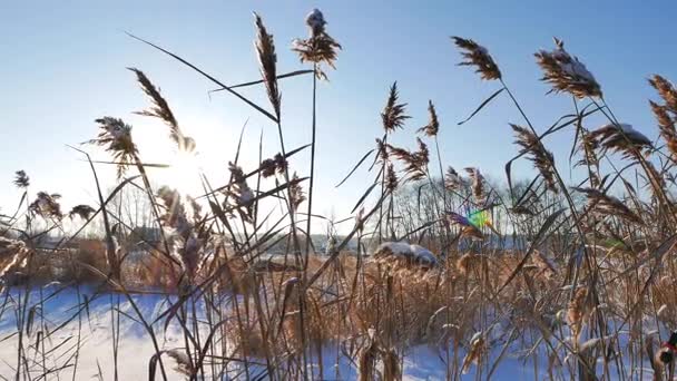 Reed against winter sky — Stock Video