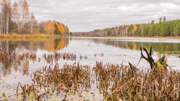 Niedrige Wolken über dem sumpfigen Teich — Stockvideo