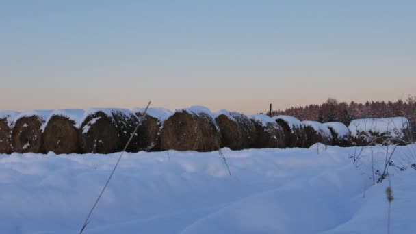 Rolls of hay under the snow — Stock Video