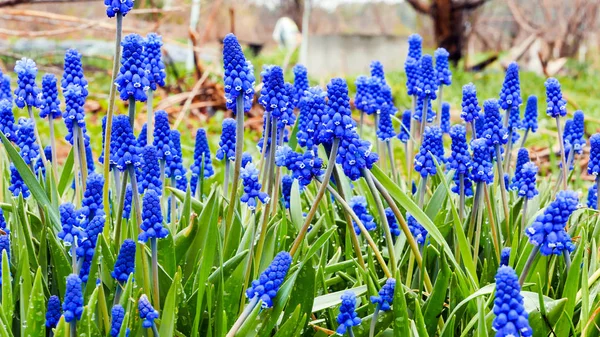 Blauwe bloemen Muscari op een groene achtergrond — Stockfoto