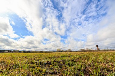 Genç bulutlar bir arka plan üzerinde Baharda çimen. HDR