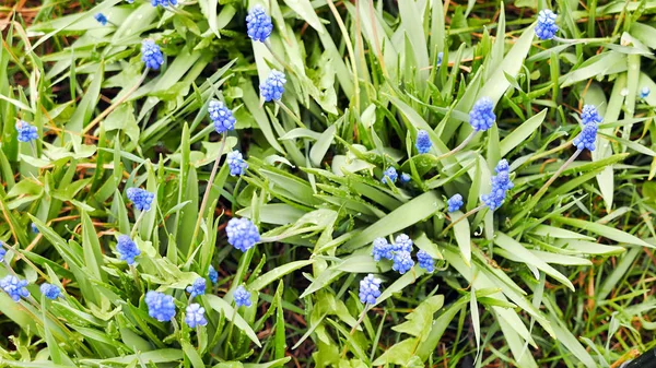 Mavi çiçekler Muscari yeşil bir arka plan üzerinde — Stok fotoğraf