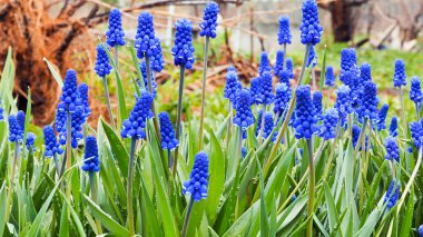 Mavi çiçekler Muscari yeşil bir arka plan üzerinde