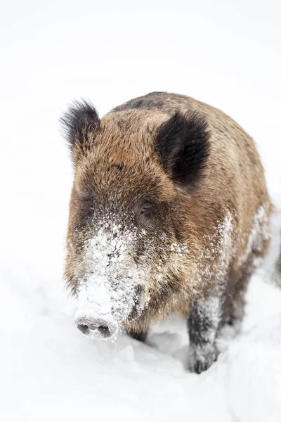 Karda yaban domuzu — Stok fotoğraf