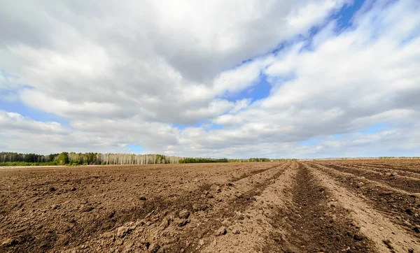Пшеничное поле после посадки картофеля — стоковое фото