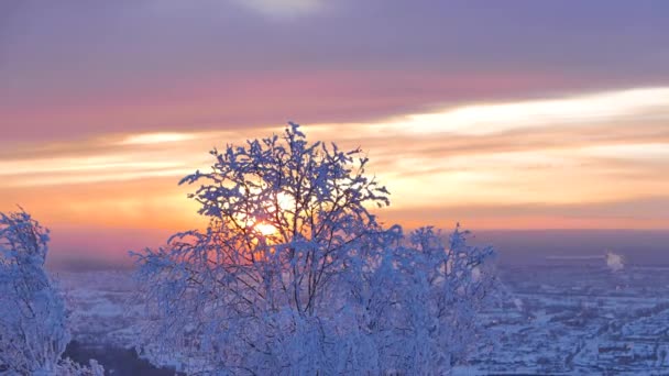 Zachodzącego Słońca Nad Gałęzie Drzew Śniegu Wideo — Wideo stockowe