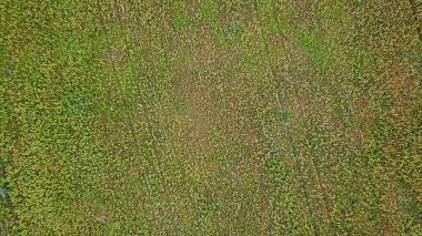 Ayçiçeği tarlası üzerinde uçan. Sonbahar. Rusya 