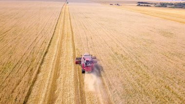 Hasat hasat buğday alanında birleştirmek 