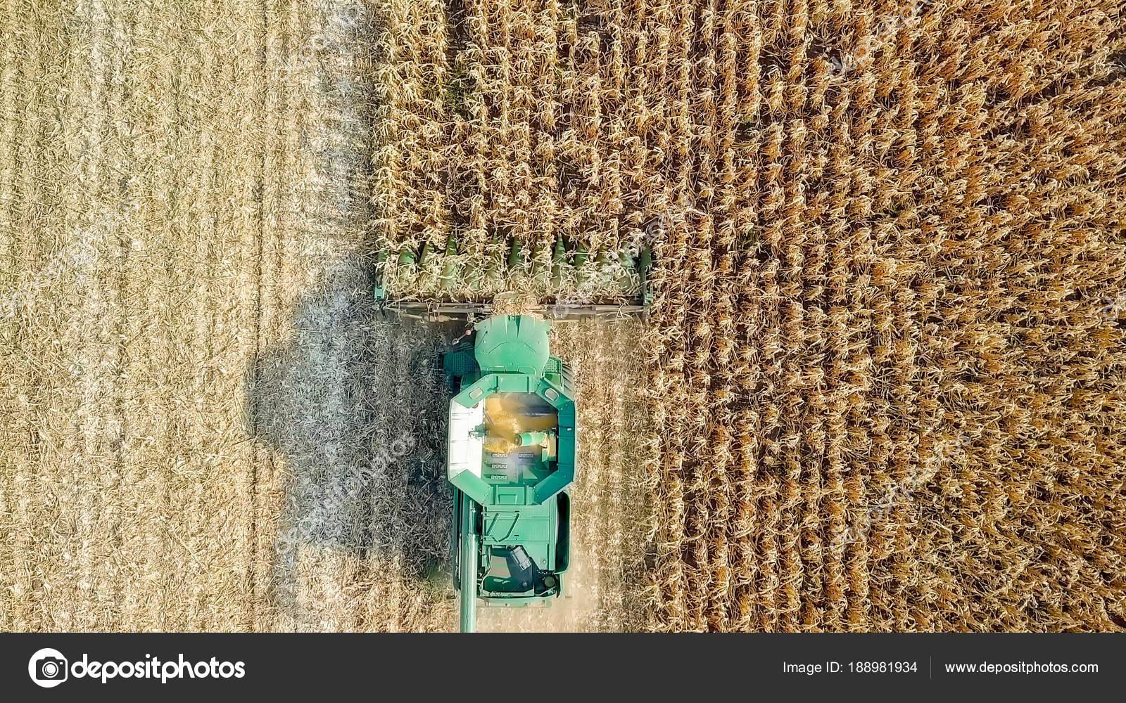 Harvesting of corn. Harvester gather corn from the field. Russia ...
