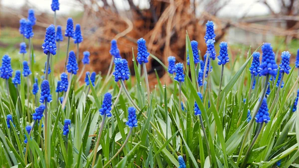 Fiori blu Muscari su sfondo verde — Foto Stock