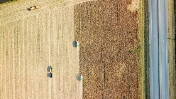 Raccolta di mais. La mietitrice raccoglie il grano dal campo. Russia — Foto Stock
