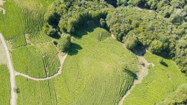 Uçuş çay plantasyon içinde. Krasnodar, Sochi, Rusya Federasyonu 