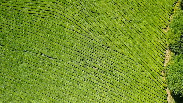 Flight over tea plantation. Krasnodar, Sochi, Russia — Stock Photo, Image