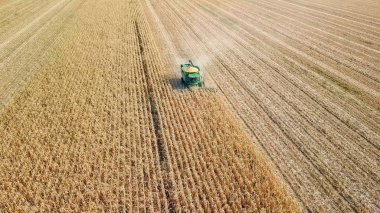Rusya, Krasnodar - 30 Ağustos 2017: mısır hasat. Hasat alanından Mısır toplamak. Rusya 