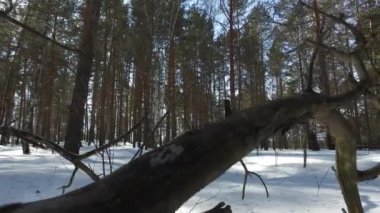 Karlı kış ormandaki ağaçlar Kuru.