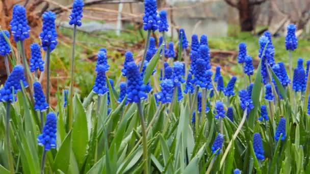 Blauwe Bloemen Muscari Geschoten Met Schuifregelaar Video Ultrahd — Stockvideo